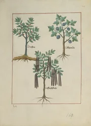 Illustration aus dem Buch der einfachen Heilmittel von Mattheaus Platearius (gest. um 1161) c.1470